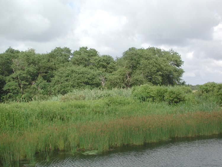 River and Reeds at Dwyer Farm.jpg 66.2K